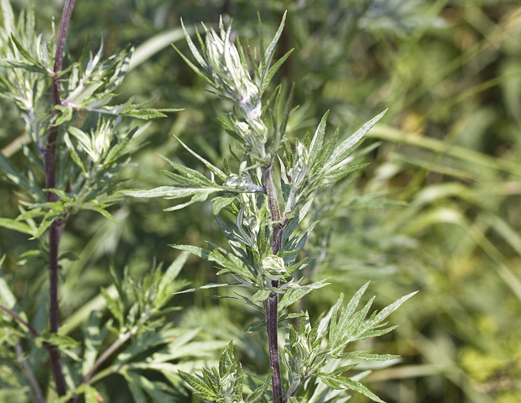 artemisia vulgaris
