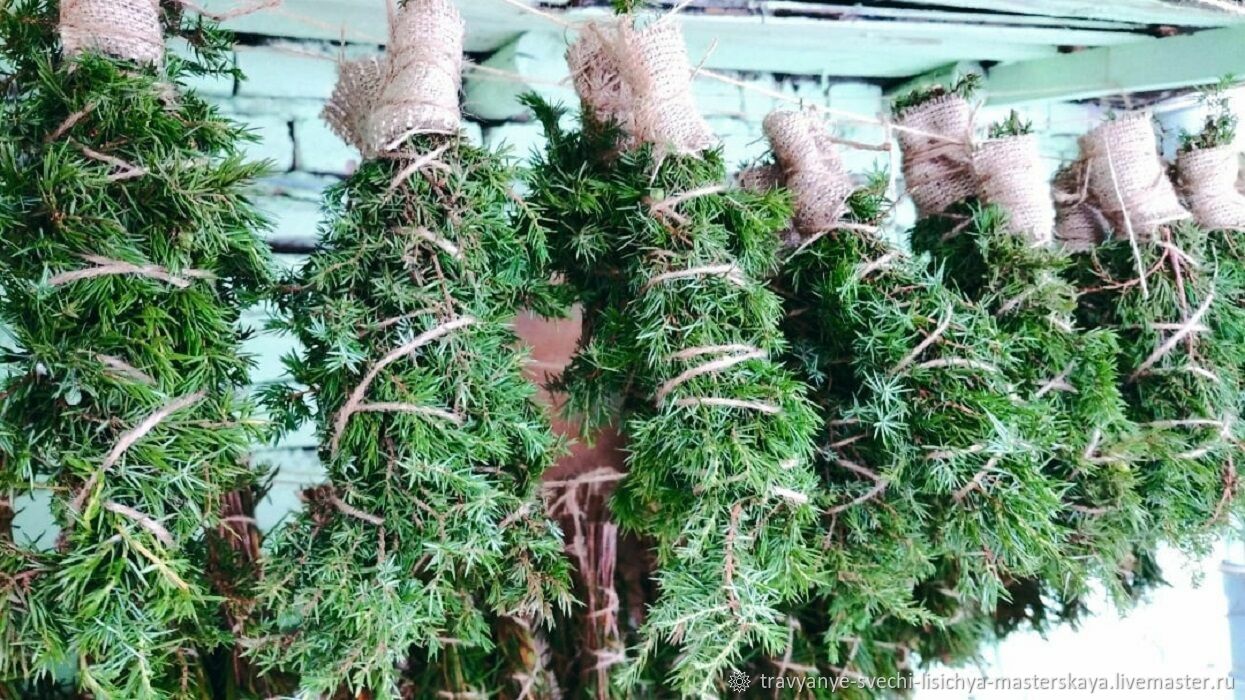 скрутка из можжевельника