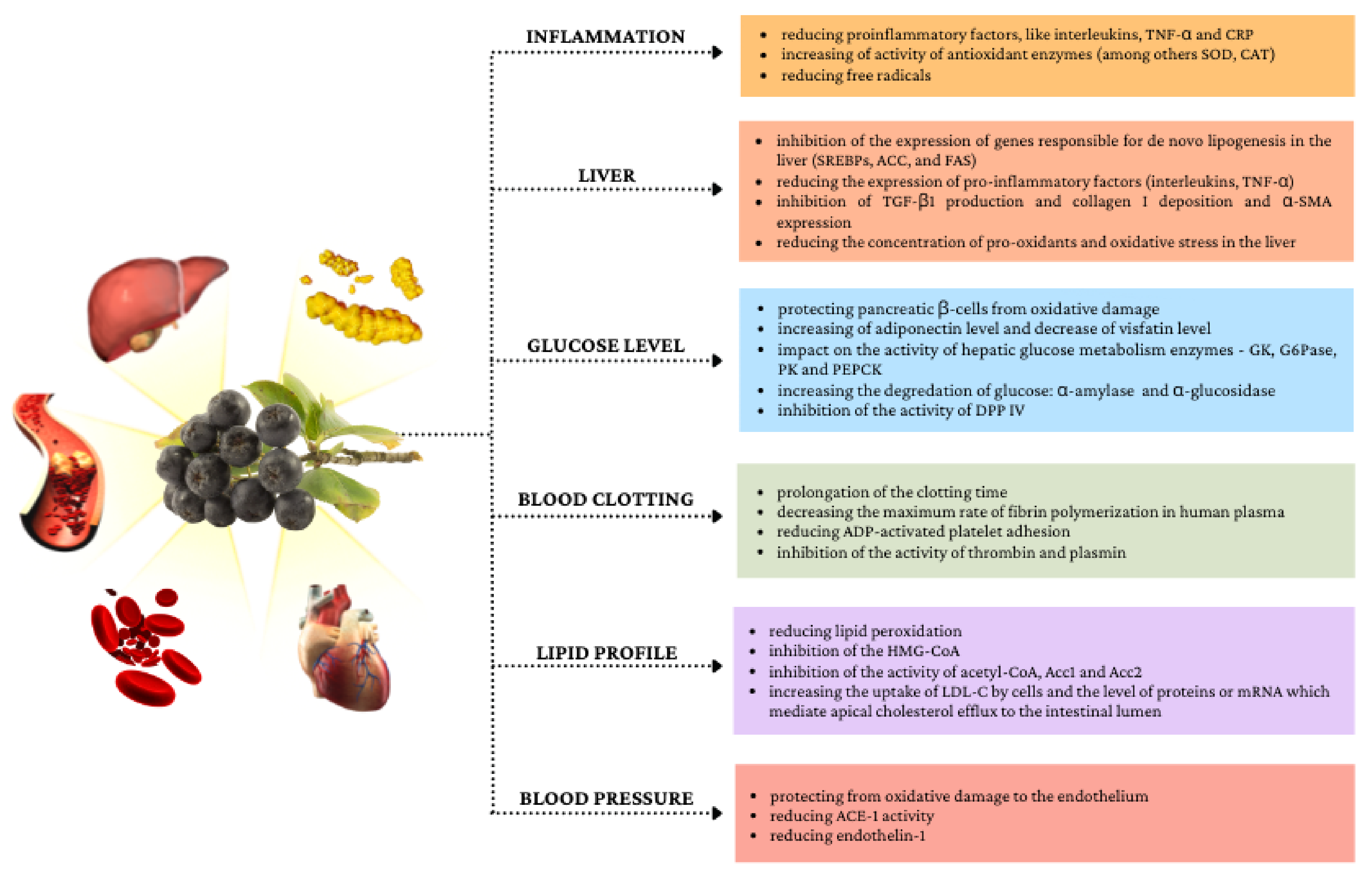 aronia usage